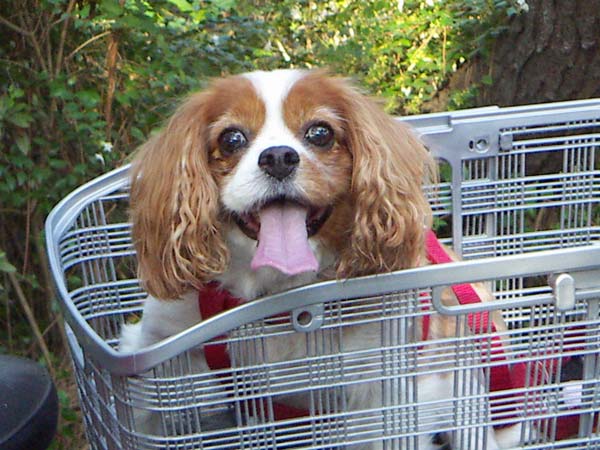 海岸のペット風景