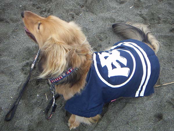 海岸のペット風景
