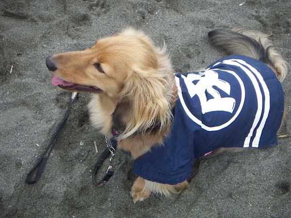 海岸のペット風景