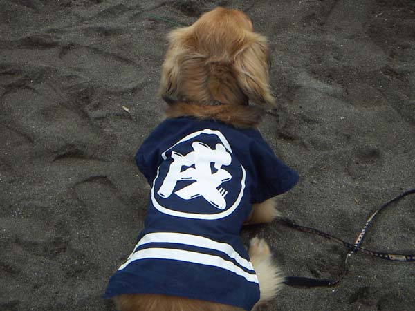 海岸のペット風景