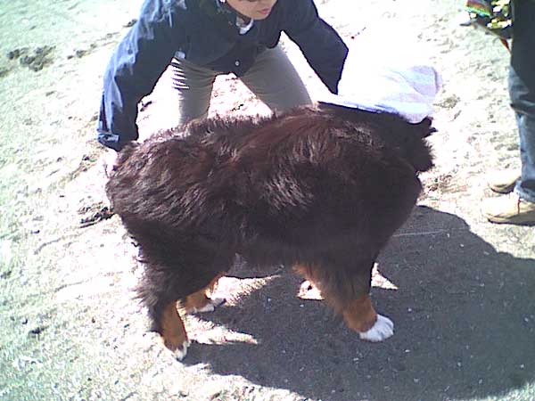 海岸のペット風景