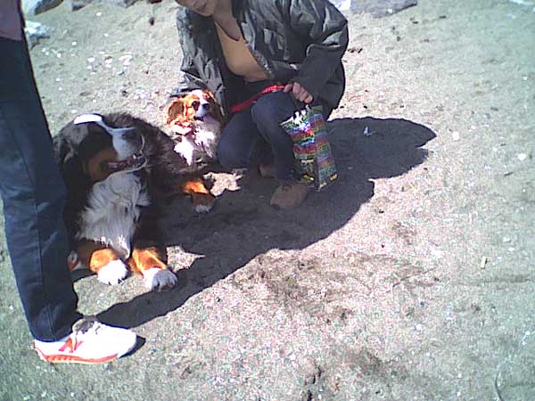 海岸のペット風景