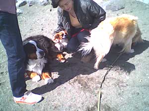 喜んで駆け回るペットの風景