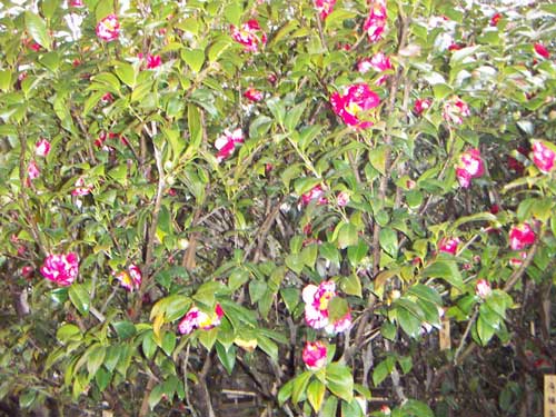 海岸の近隣風景