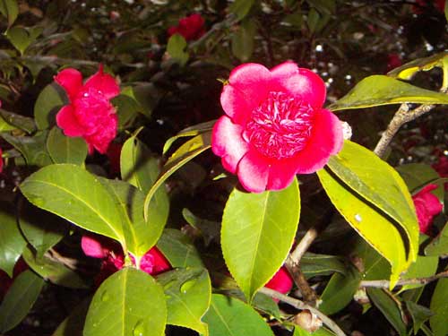 海岸の近隣風景