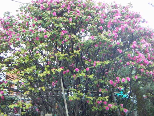 海岸の近隣風景