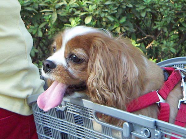 散歩中ペット風景