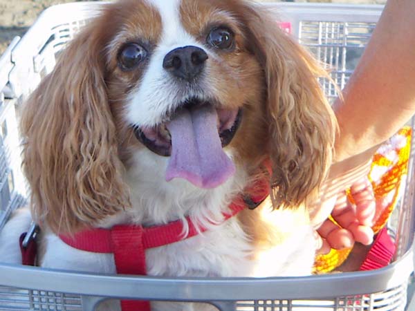 海岸のペット風景