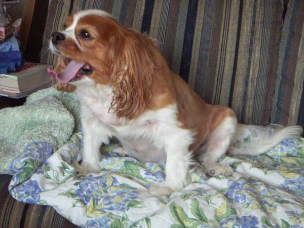 海岸のペット風景