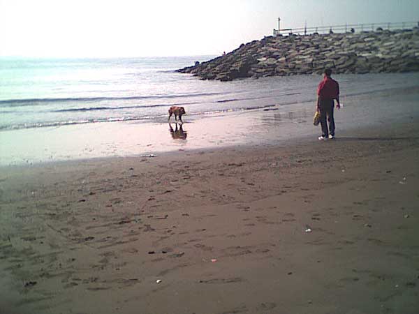 海岸のペット風景