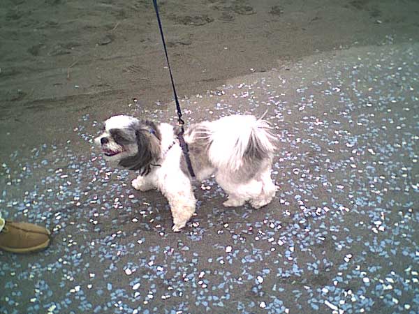 海岸のペット風景