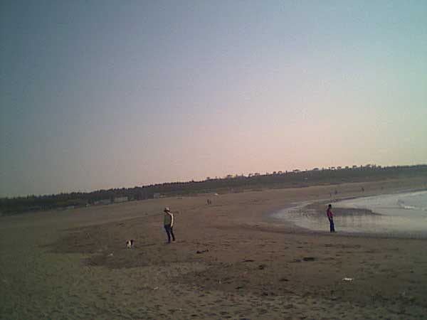 海岸のペット風景