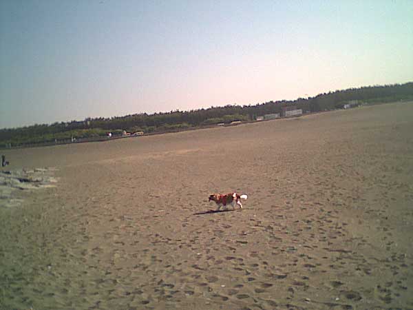 海岸のペット風景