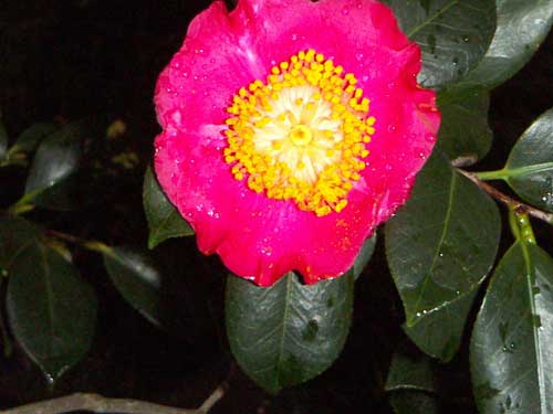 海岸の近隣風景