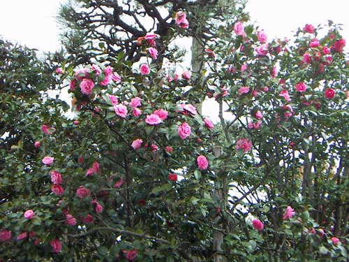 氷室椿園の様子