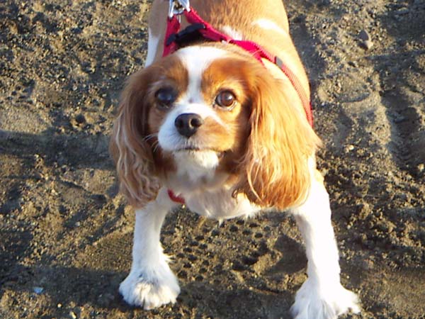 里山のペット風景