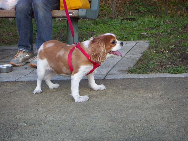公園のペット風景