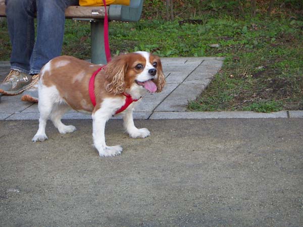 海岸のペット風景