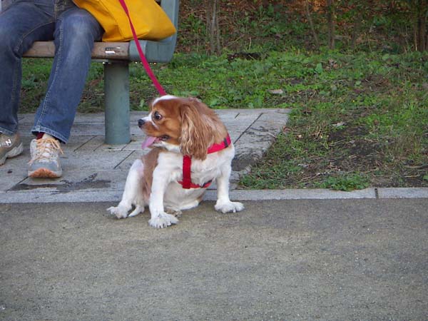 公園のペット風景