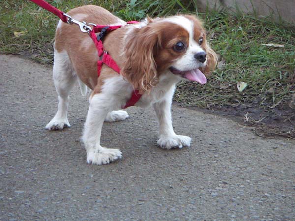 里山のペット風景