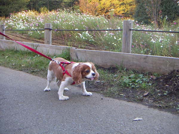 里山のペット風景