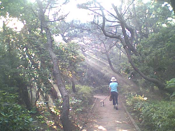海岸のペット風景