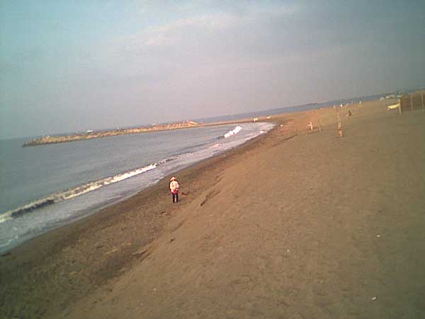 海岸のペット風景