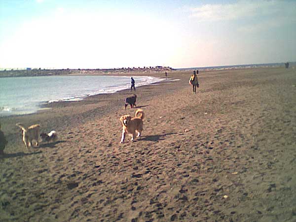 海岸のペット風景