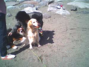 海岸のペット風景