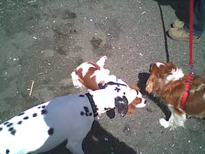 喜んで駆け回るペットの風景