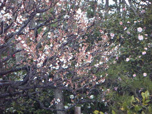 海岸近隣の椿風景