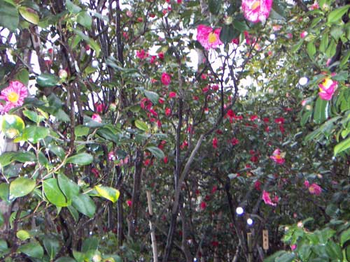 海岸近隣の椿風景