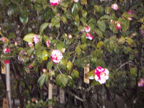 海岸近隣の椿風景