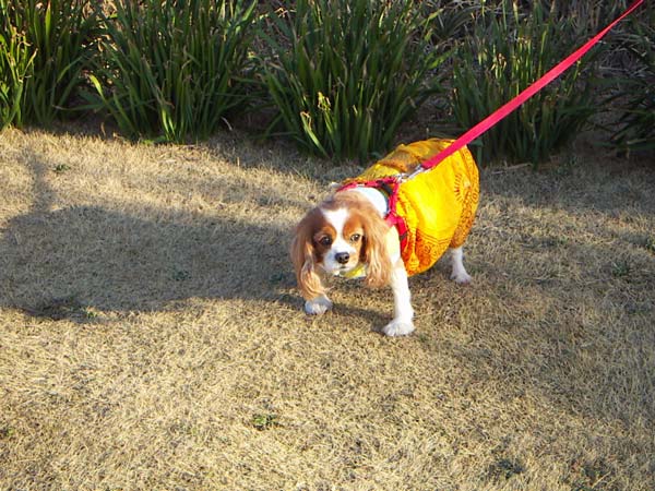 城ヶ島のペット風景