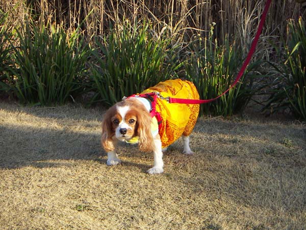 城ヶ島のペット風景