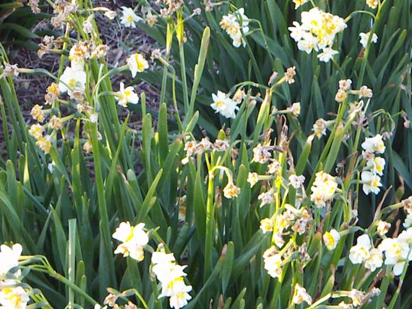 水仙の花風景