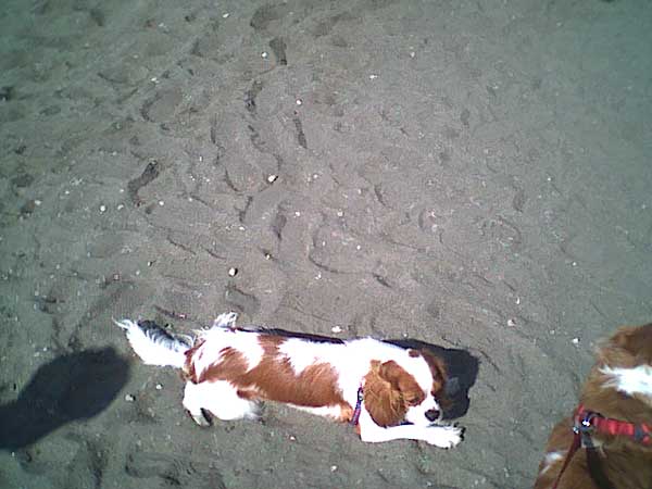 海岸のペット風景