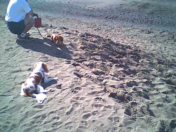 海岸のペット風景