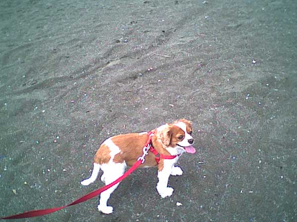 海岸のペット風景