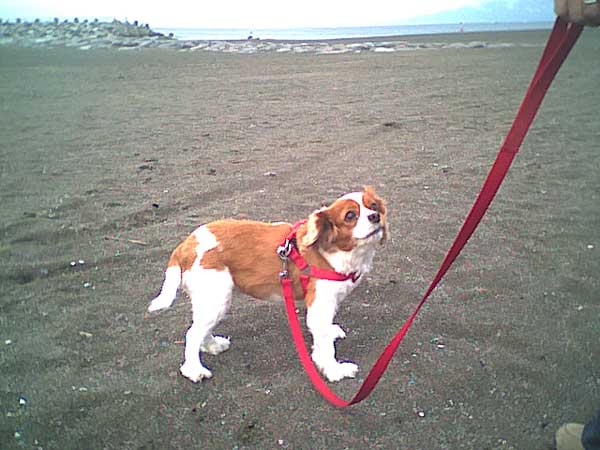 海岸のペット風景