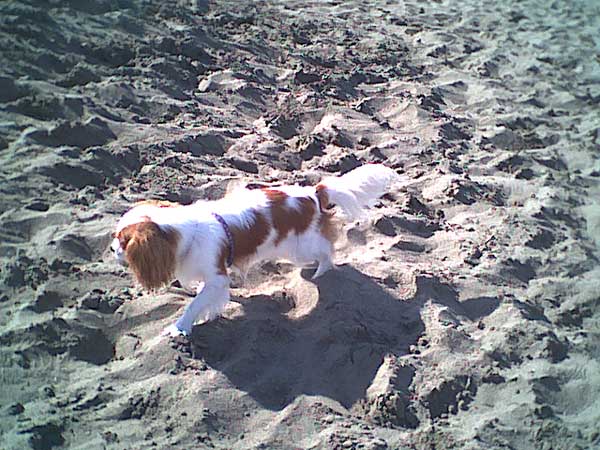 海岸のペット風景