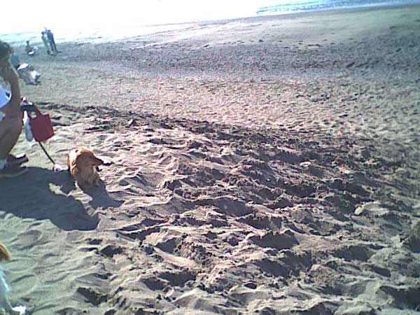 海岸のペット風景