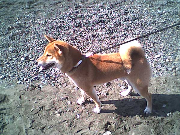 海岸のペット風景