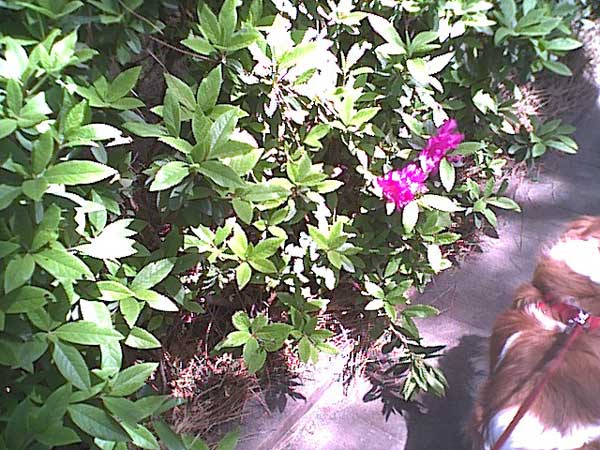 海岸のペット風景