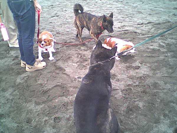 海岸のペット風景