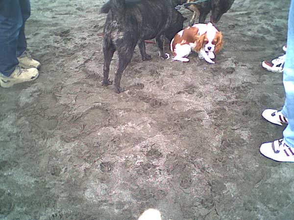 海岸のペット風景