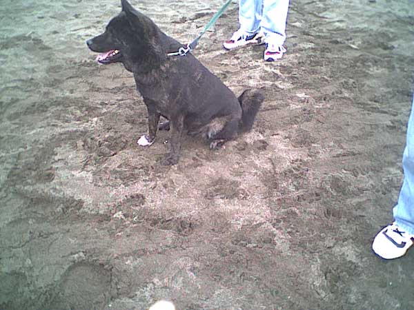 海岸のペット風景