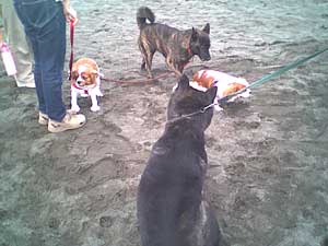 喜んで駆け回るペットの風景