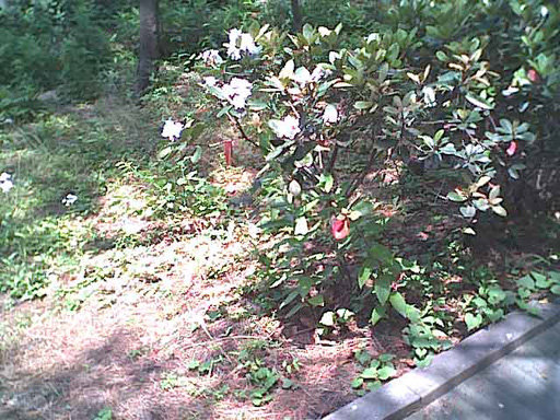 海岸のペット風景