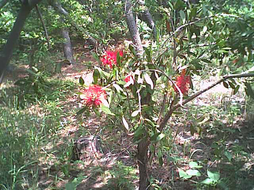 海岸のペット風景